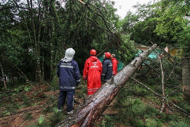 Bombeiros tiveram dificuldade em retirar a árvore que caiu no Campo Comprido | 