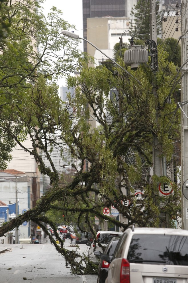 Uma árvore caiu na Avenida Marechal Deodoro, no Alto da XV | 