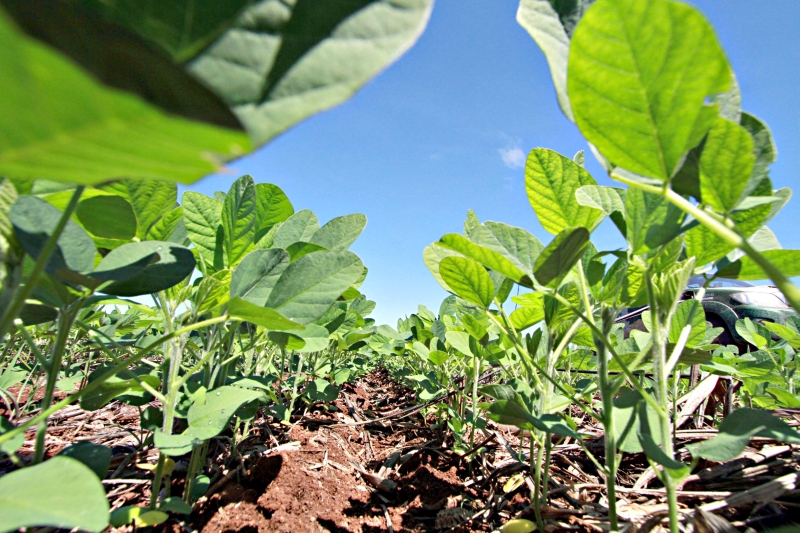 Commodity de ouro: lavouras brasileiras de soja saciam cada vez mais o apetite internacional e ajudam a sustentar a economia do país. Carnes e complexo sucroalcooleiro também se destacam | Arquivo/christian Rizzi/gazeta Do Povo