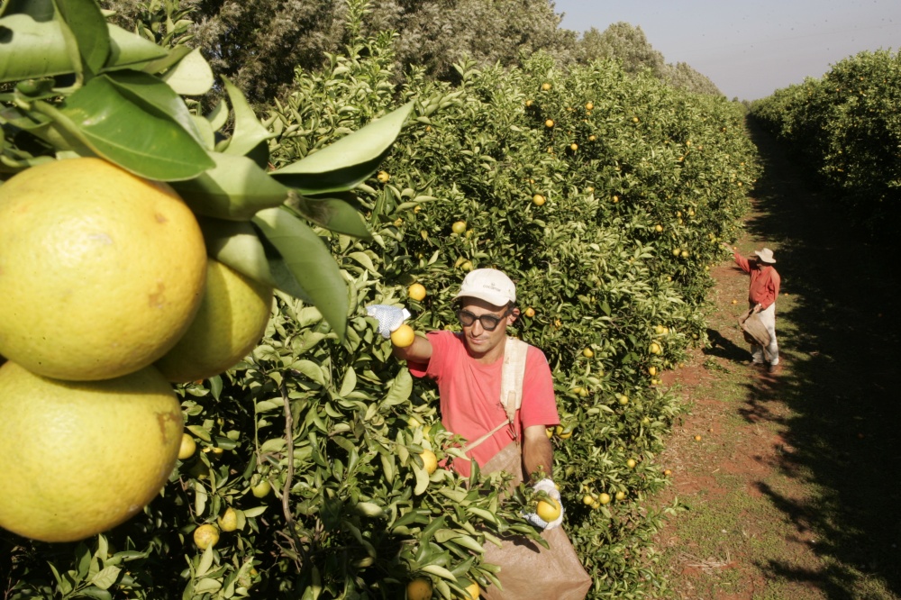 Clima e derrubada laranjais devem derrubar produção nacional em mais de 100 milhões de caixas neste ano. | Marcelo Elias / Gazeta Do Povo