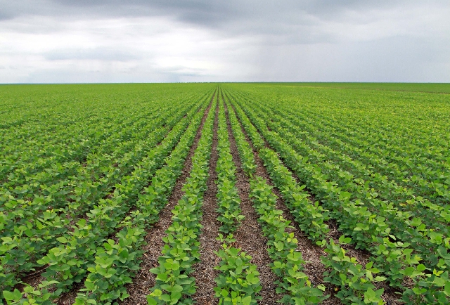 Soja ainda é a commodity mais rentável, na comparação com milho, trigo e feijão. | Christian Rizzi/ Gazeta Do Povo