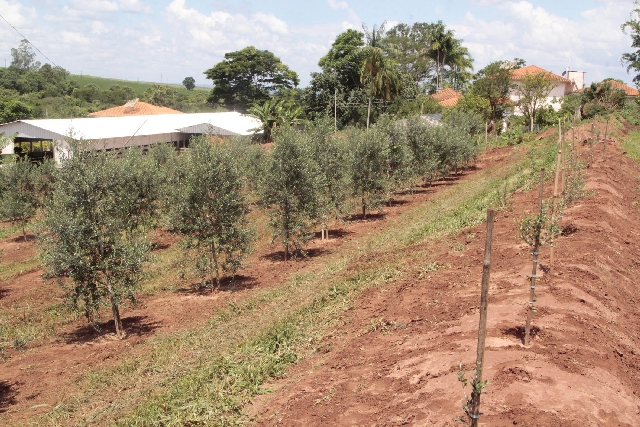 Área de olivicultura em Mandaguaçu: investimentos isolados | Ivan Amorim/gazeta Do Povo