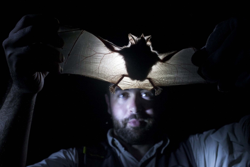 O pesquisador Fernando Carvalho e um dos morcegos da Reserva Salto Morato: 167 exemplares de 18 espécies já foram capturadas | Antônio Lacerda/Agência EFE