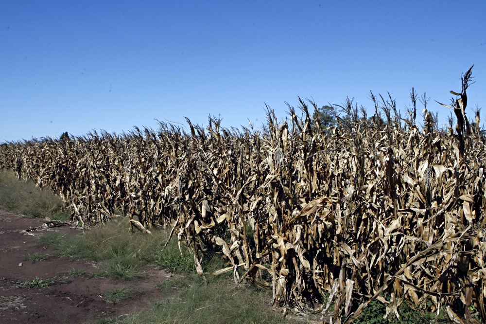 País vai ampliar áreas de soja e reduzir espaço do milho nesta safra. | Christian Rizzi / Gazeta Do Povo