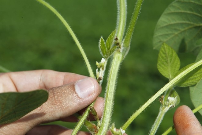 Soja está em floração em fazendas do Sul e do Centro-Oeste. Foto: Antônio More/Gazeta do Povo |