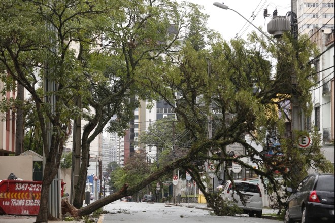Uma árvore caiu na Avenida Marechal Deodoro, no Alto da XV | 