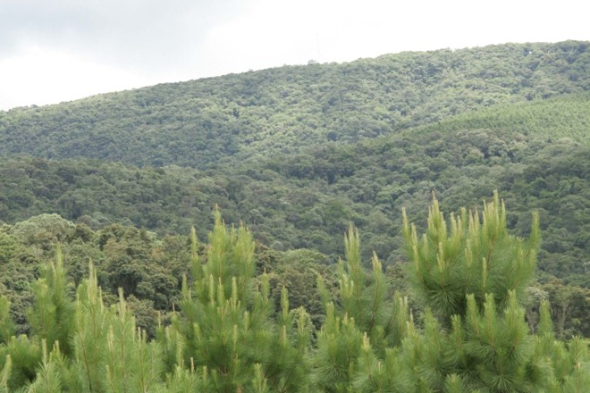 APROVADA: Ambiental Paraná Florestas |