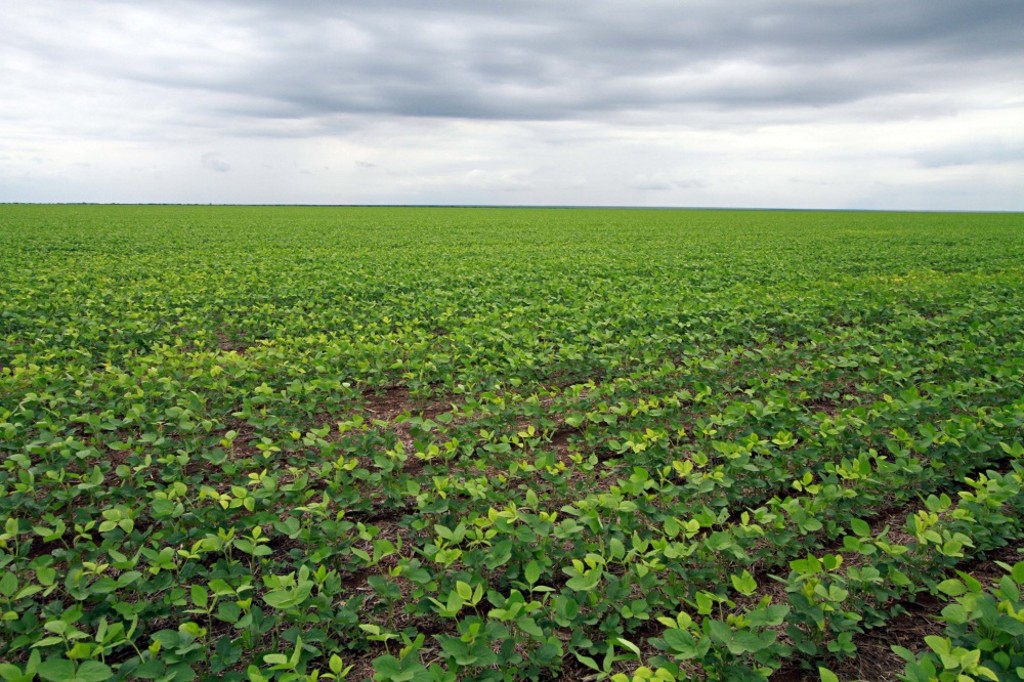 Chuvas bem distribuídas serão decisivas para garantir boa produtividade na safra de verão.