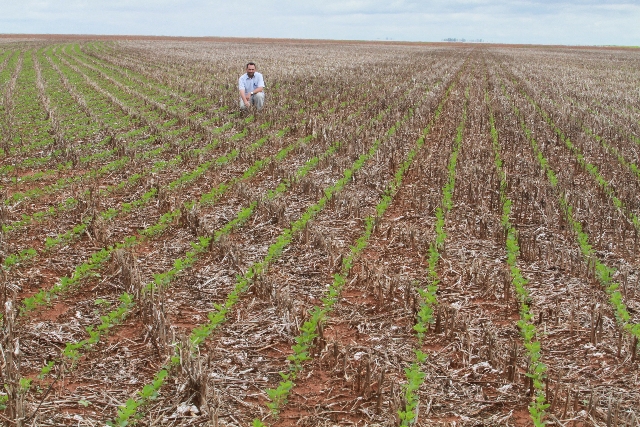 Área dedicada ao algodão no ano passado agora recebe soja na transversal. “Rotação vai facilitar combate aos ataques de lagarta”, afirma o agrônomo Cícero Silva | Christian Rizzi/gazeta Do Povo