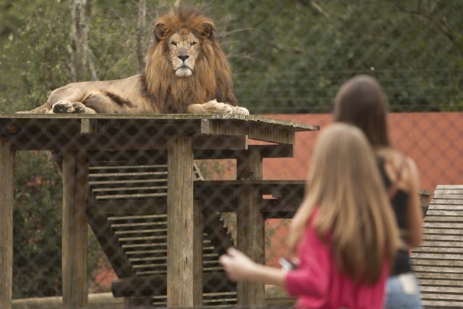 Zoológico: Há quem ache uma visita ao Zoológico cansativa, devido à extensão. A dica é seguir os mapas e placas espalhados pelo local, montando um percurso, de modo a ajudar as crianças a praticarem o senso de orientação e a fazer escolhas. Figuras de animais selvagens estão na rotina de toda criança em idade escolar, seja nos desenhos animados ou livros de alfabetização, daí o interesse certo dos pequenos, principalmente pelos bichos maiores, como as girafas, onças e hipopótamos. Levar lápis de cor, canetinhas e cadernos pode proporcionar uma experiência lúdica, a de desenhar tendo como modelo um animal da selva de verdade. | 