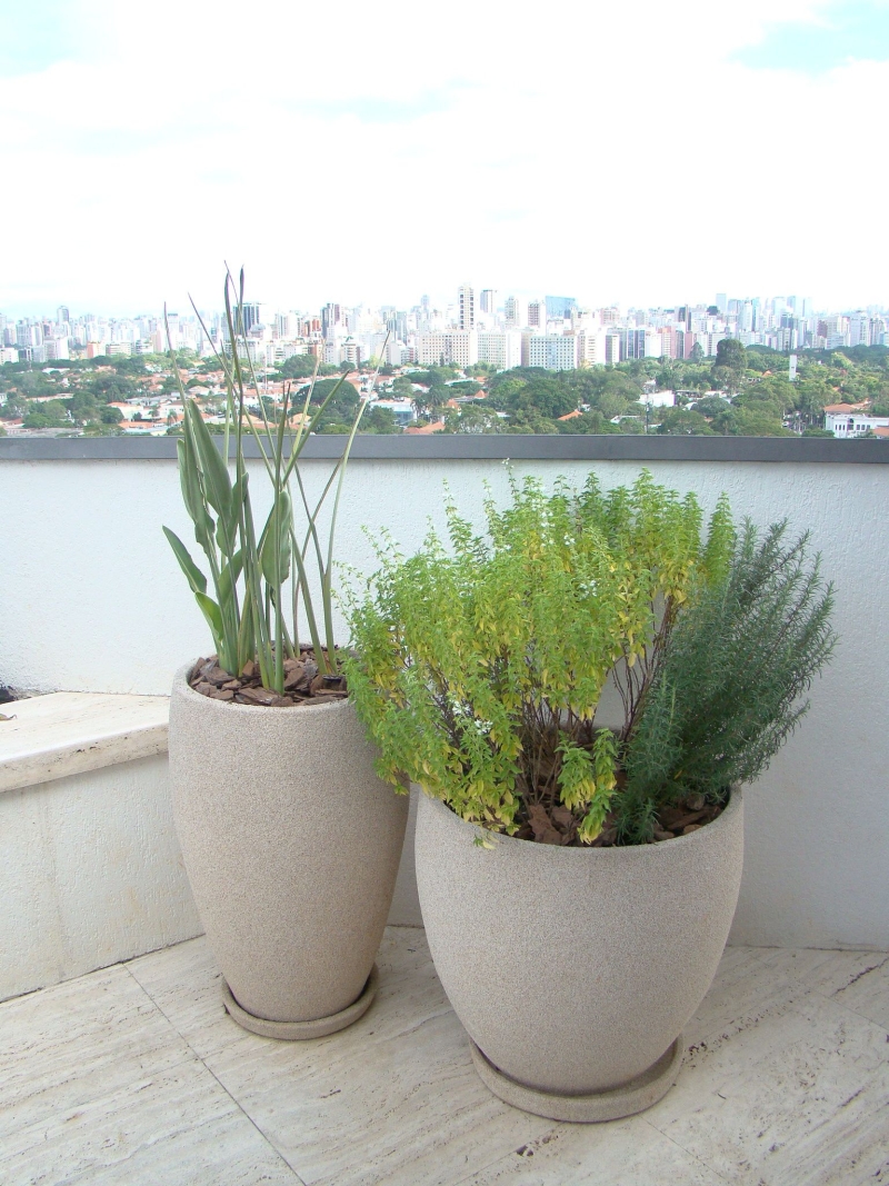 Entre as plantas desérticas, agave, suculenta e yucas são os mais utilizados | Divulgação