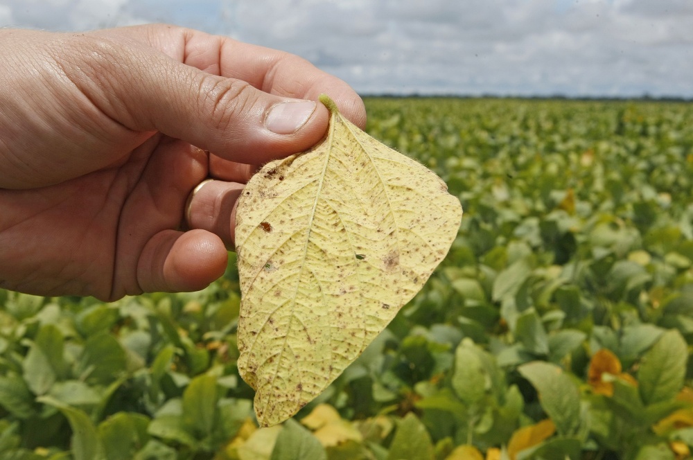 Doença compromete a formação e o enchimento das vagens | Hugo Harada