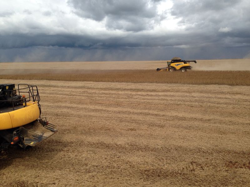 Em meio ao clima chuvoso, colheita em Sorriso (Norte de Mato Grosso) avança sobre áreas de pivôs e de plantio cedo em outras regiões. | Fazenda Possamai / Divulgaa§a£o