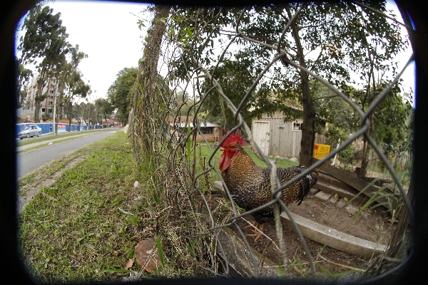 Em alguns lugares, a Mateus Leme lembra uma cidade do interior | Daniel Castellano/Gazeta do Povo