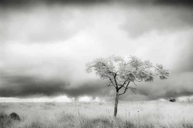 Árvores, cachoeiras e matas presentes nos 70 quilômetros de extensão do parque nacional Serra da Canastra, em Minas Gerais, figuram nas imagens em preto e branco de Marco Alves |