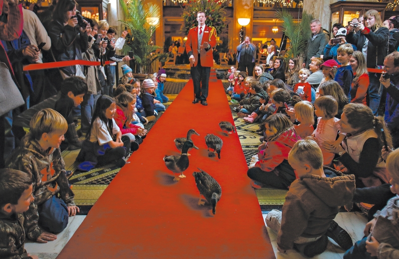 No Hotel Peabody, em Memphis, patos-reais recebem tratamento cinco estrelas. O evento foi cancelado em Little Rock, Arkansas | Lance Murphey para The New York Times