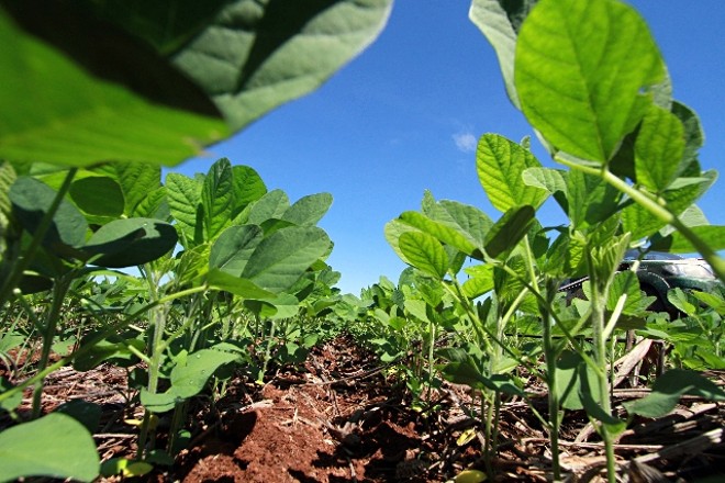 Colheitadeira abre campos no Paraguai. Expectativa é que índices de produtividade melhorem nas próximas semanas. Foto: Márcio Giordani Mattei/Divulgação | 