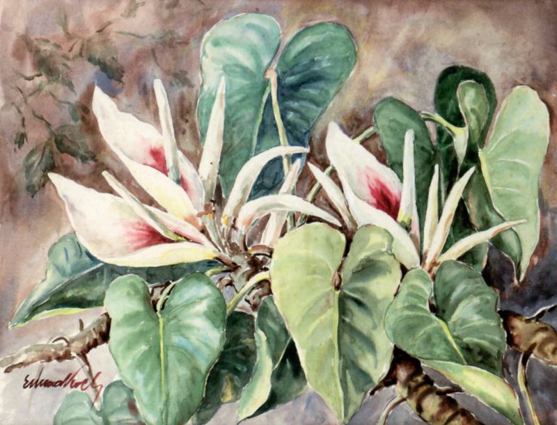 Emma Koch: pioneirismo estrangeiro na aquarela paranaense | Reprodução