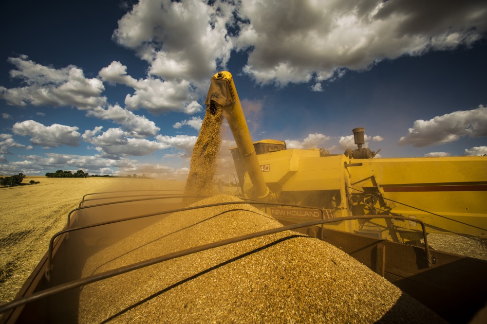 Cereal cultivado no Rio Grande do Sul pode ajudar a aliviar escassez das indústrias. | Marcelo Andrade / Gazeta Do Povo