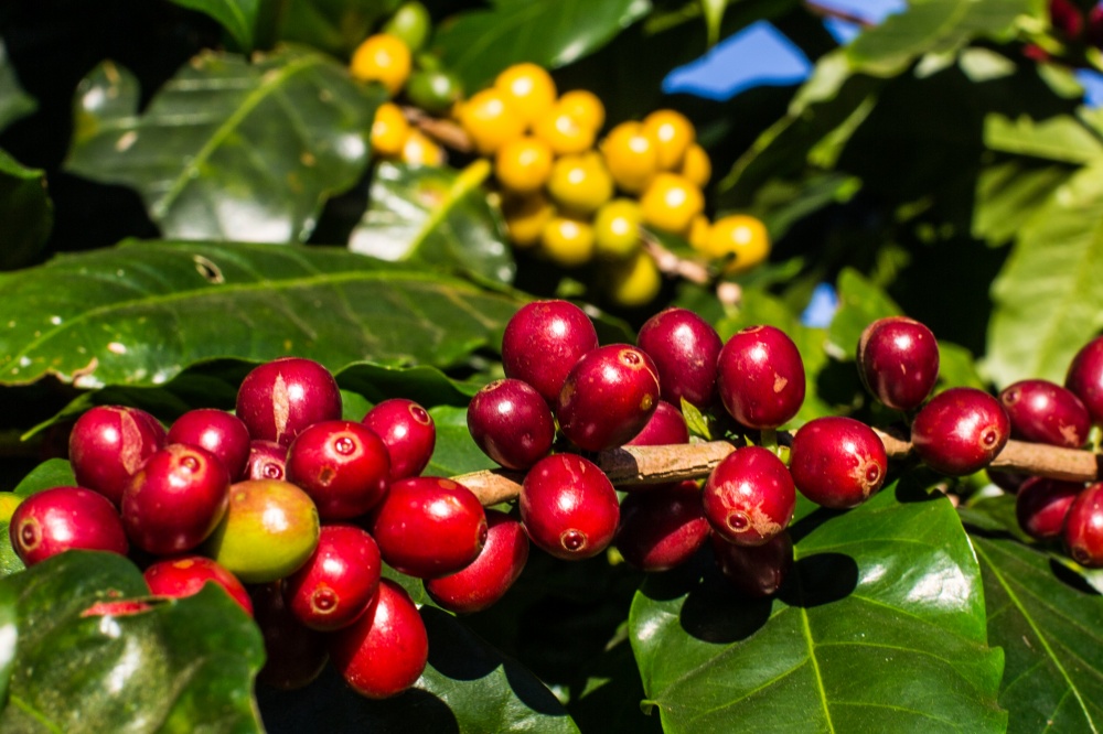 Previsãode queda na produção se deve principalmente à diminuição da colheita do café arábica, que tem bienalidade positiva em 2014, mas com área menor. | Bruno Covello / Gazeta Do Povo