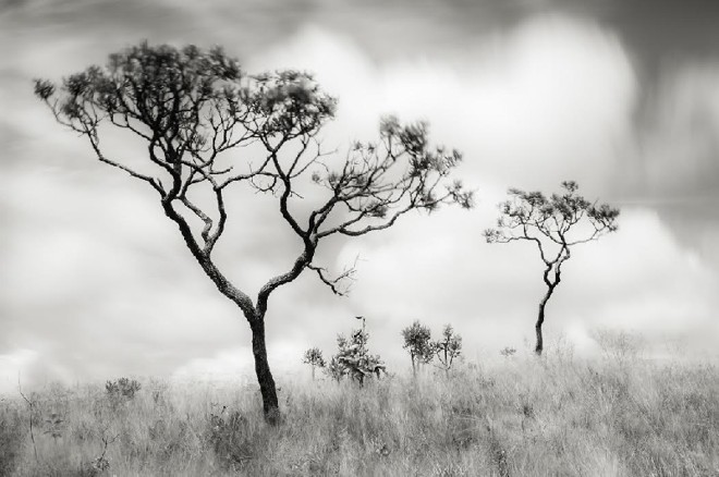 Árvores, cachoeiras e matas presentes nos 70 quilômetros de extensão do parque nacional Serra da Canastra, em Minas Gerais, figuram nas imagens em preto e branco de Marco Alves |