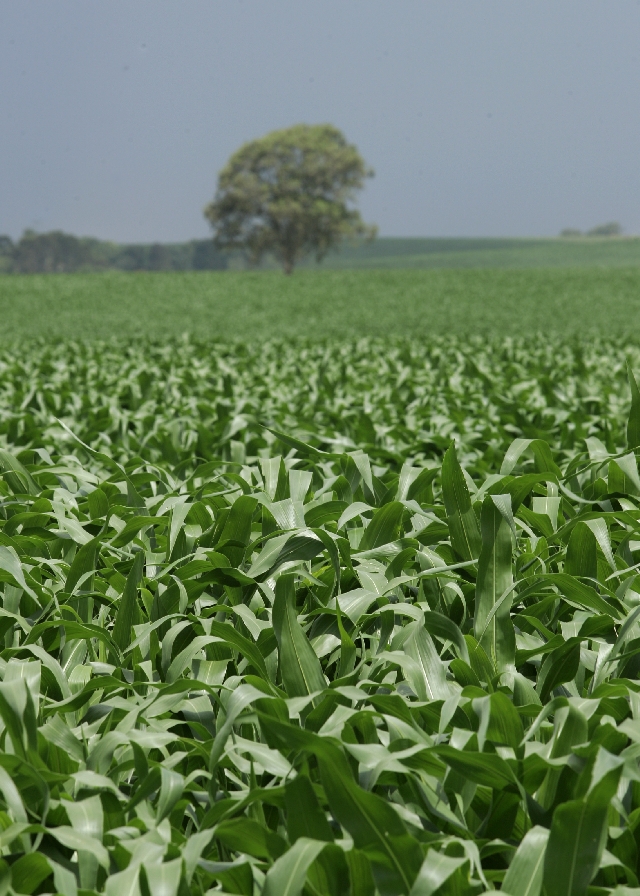 Colheita começa em três semanas nos Campos Gerais | Josua© Teixeira/gazeta Do Povo