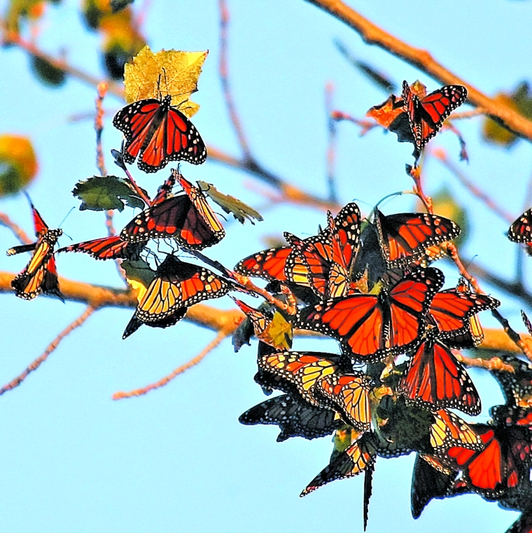 A população de borboletas monarca caiu drasticamente, à medida que a serralha dá lugar ao milho | Keith Meyers/The New York Times