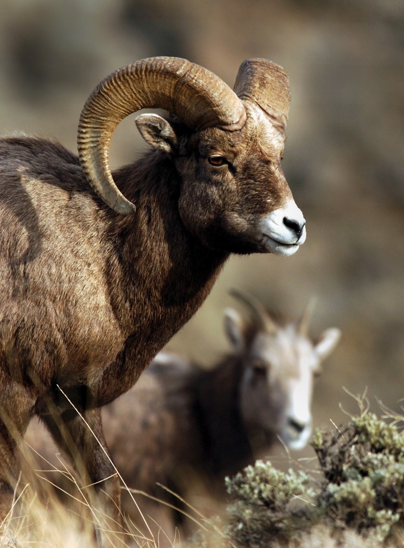 A população de carneiros do estado de Nevada aumentou de um mínimo de dois mil em meados do século 20 para mais de onze mil | Chris Huber/Rapid City Journal,via Associated Press