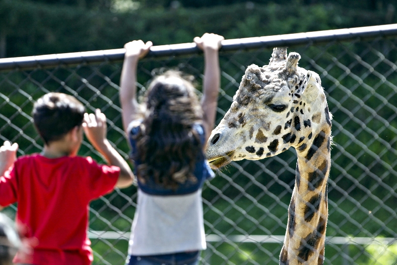 Animais do Jardim Zoológico de Curitiba estariam passando fome, segundo post de internauta. Para a prefeitura, publicação teve conotação política | Daniel Castellano/ Gazeta do Povo
