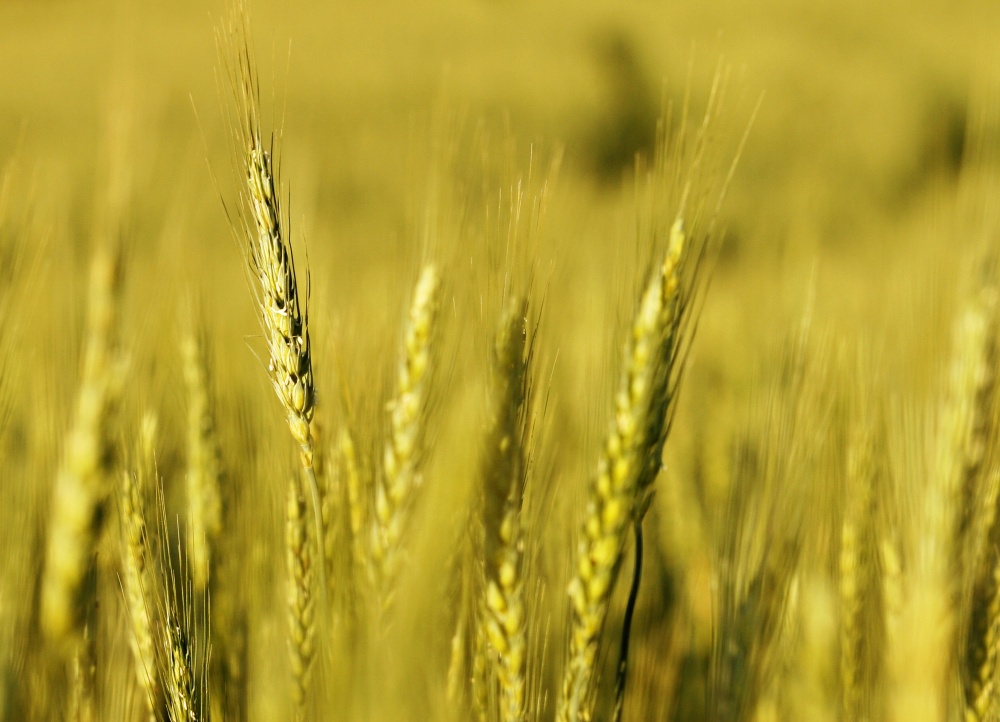 Lavouras do Rio Grande do Sul são responsáveis por cerca de 40% da produção nacional neste ano. | Josua© Teixeira / Gazeta Do Povo