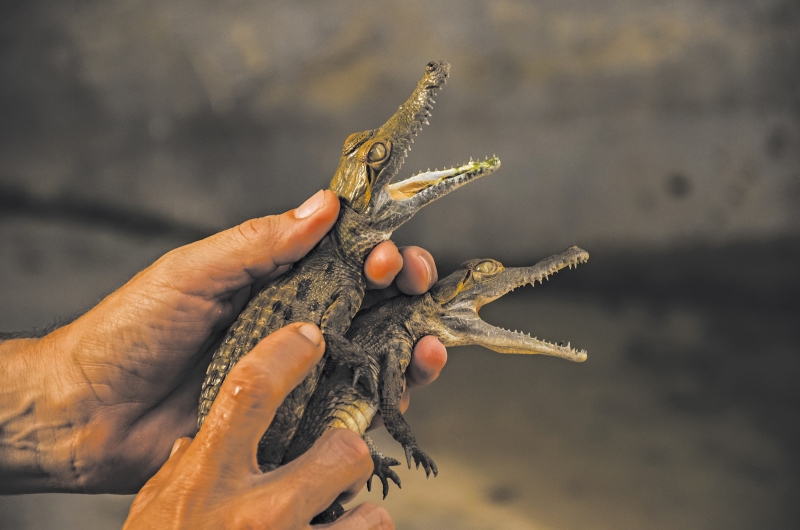 Filhotes de crocodilos do Orinoco incubados em um rancho administrado pelo governo na Venezuela | Meridith Kohut para The New York Times