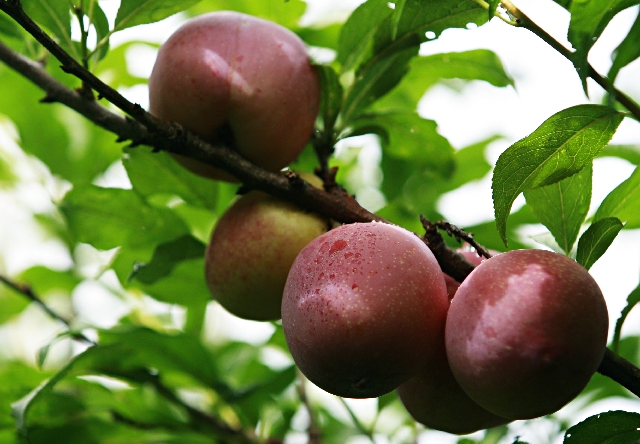 Produção de frutas com caroço vem caindo no Paraná | Josua© Teixeira/gazeta Do Povo