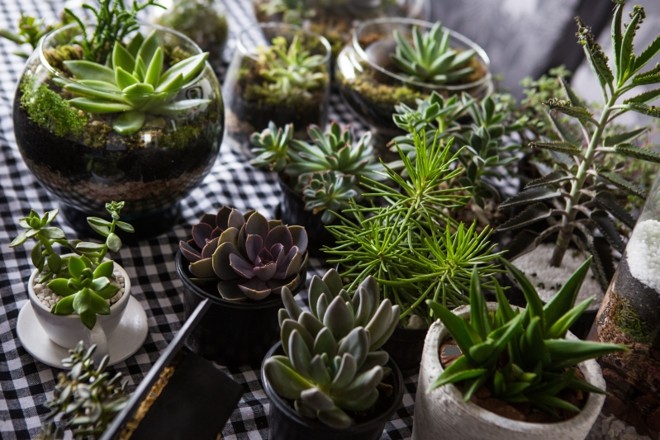 Vasos internos podem precisar de água apenas uma vez por mês |