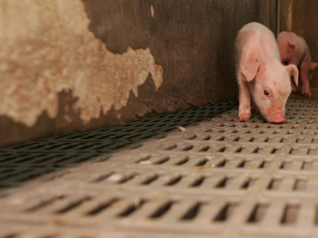 Concentrada na região de Toledo, criação de suínos rende R$ 1,9 bilhão no Paraná | Josua© Teixeira/gazeta Do Povo