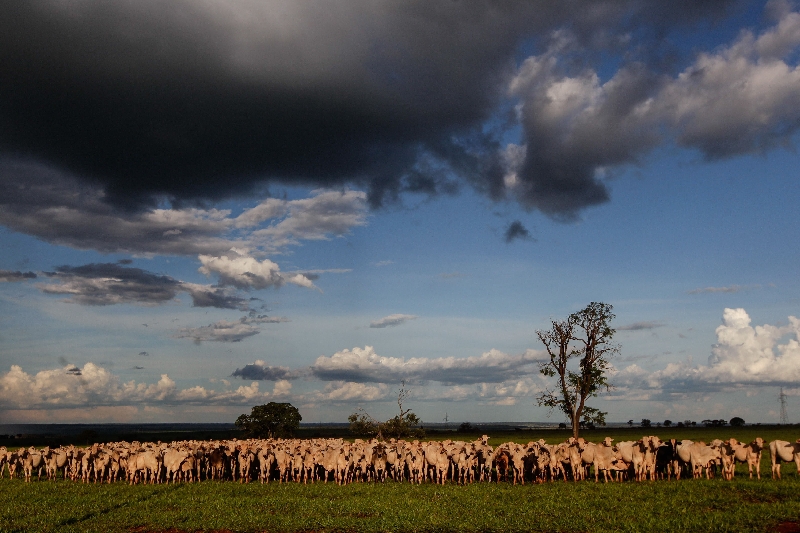 Se a meta de embarques para este ano for alcançada, o estado vai recuperar o volume que exportava antes da crise da aftosa, em 2005 | Daniel Castellano/ Gazeta do Povo