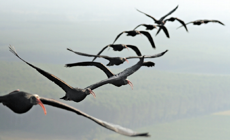 Pássaros que voam em V, como os íbis-calvos, usam o ar ascendente gerado pela ave à sua frente para poupar energia | Markus Unsöld