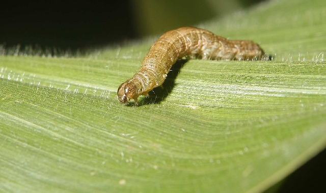 Lagarta Helicoverpa armigera, a mais recente ameaça à agricultura no país, desafia produtores e pesquisa | Jonathan Campos/gazeta Do Povo
