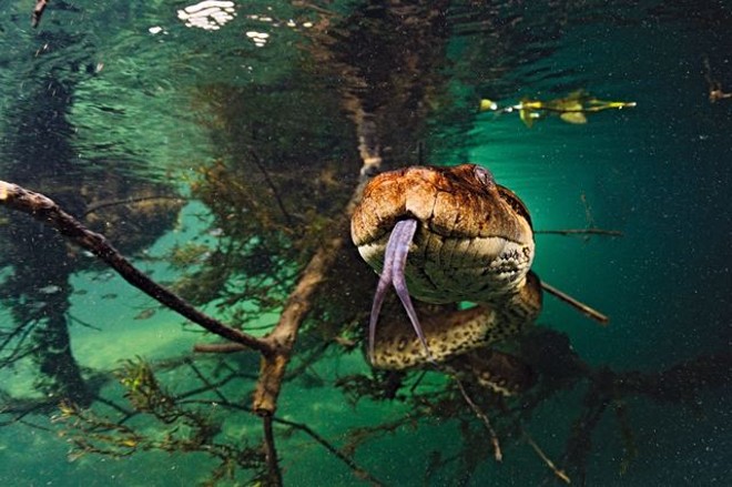 Sucuri fotografada embaixo do rio |
