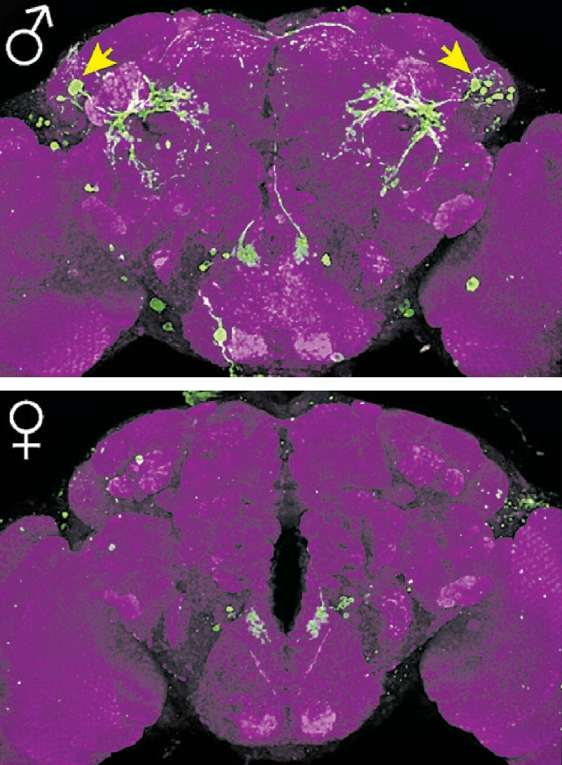 Os cérebros de mosca-das-frutas macho e fêmea; as setas apontam para os neurônios que controlam a agressividade | Kenta Asahina/California Institute of Technology