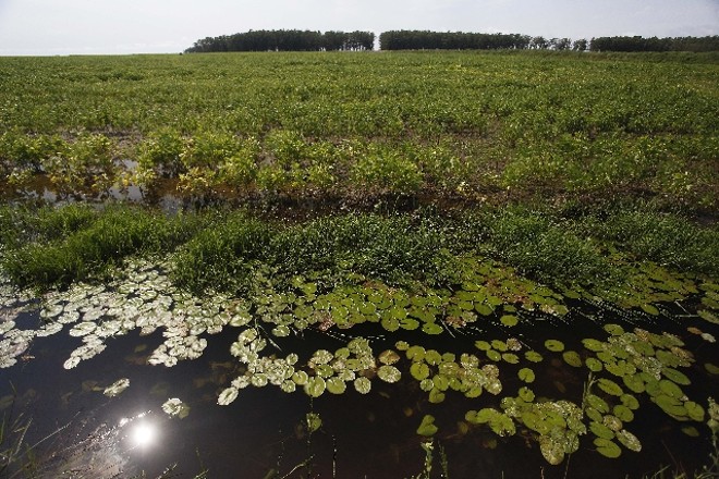 Em época de seca, lavouras chegam a ser inundadas, mas banho tem que ser temporário |