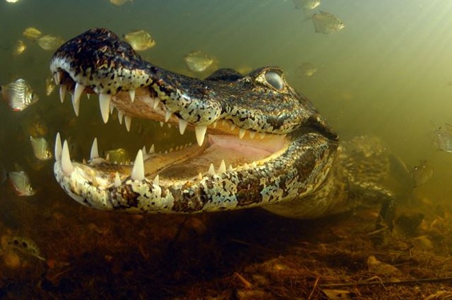 Fotografia que levou o BBC Wildlife Photographer of the Year 2010, considerado o