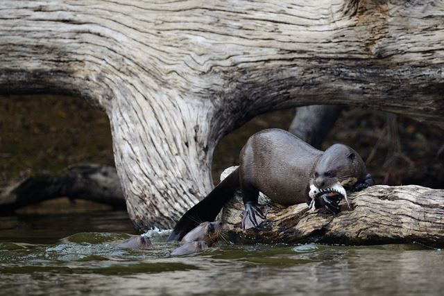 Ariranhas caçando em um dos rios do Pantanal: fotógrafo levou sete anos para concluir o projeto | Marcelo Krause
