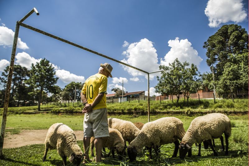 Aposentado cuida de um time de ovelhas em um campo de várzea no bairro Santa Cândida, em Curitiba | Marcelo Andrade/Agência de Notícias Gazeta do Povo
