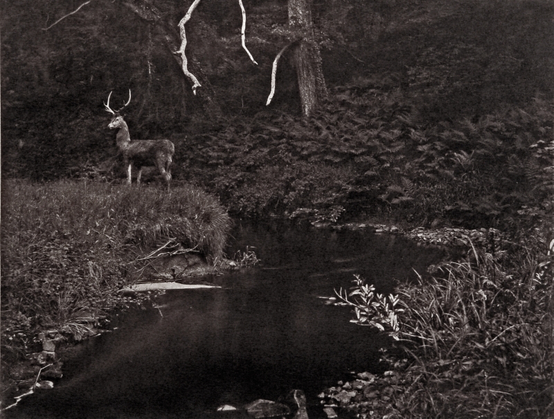O veado | Fotografias de John Dillwyn Llewelyn; Coleções privadas