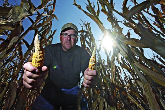 O agricultor norte-americano Matt McGinnis (Indianola, Iowa, EUA) mostra milho afetado pela seca, em 2012. Quebra histórica elevou preços e provocou onda de incremento na produção global |