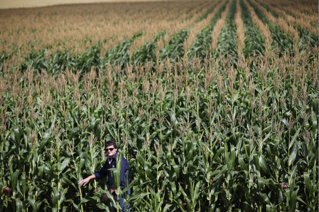 Tamanho da área a ser dedicada ao cereal está sendo revisto em pleno plantio | Jonathan Campos /gazeta Do Povo