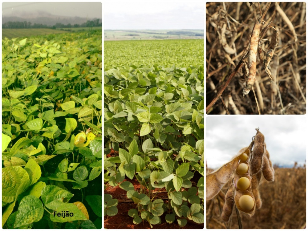 Somente 31% dos entrevistados souberam reconhecer a vagem de soja. Em Curitiba, mais de 40% acertaram. |