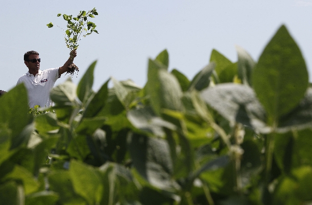 Depois de seca em dezembro e enxurrada em janeiro, pampas prometem até 60 scs de soja/ha, conta o agrônomo Paulo Nolasco | Jonathan Campos/gazeta Do Povo