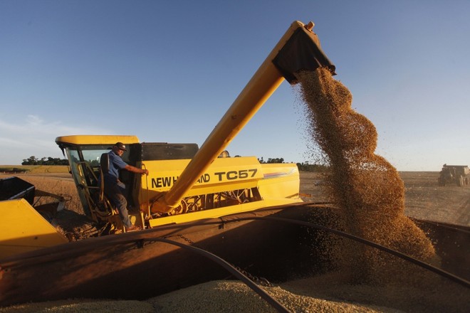 Grãos saem secos do campo. | 