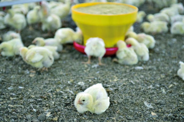 A cadeia brasileira do frango cultiva novos clientes como o Iraque, que mostra expansão | Henry Milleo/gazeta Do Povo